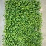 Dazzler Hedges Artificial Grass Mat
