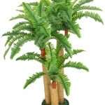 Boston ferns indoors Plants
