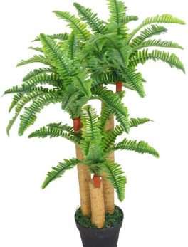 Boston ferns indoors Plants