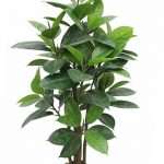 Artificial Rubber Tree