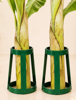 Banana Plant Stand Holder For Pooja Set of 2